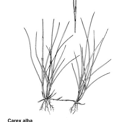 Carex alba Scop., 7 January 2021, © 2022, Sacha Wettstein – Flora Vegetativa - Haupt Verlag