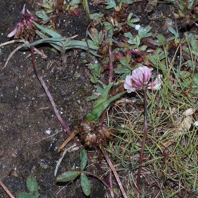 Trifolium pallescens Schreb., 10 August 2017, Françoise Alsaker – Fabaceae