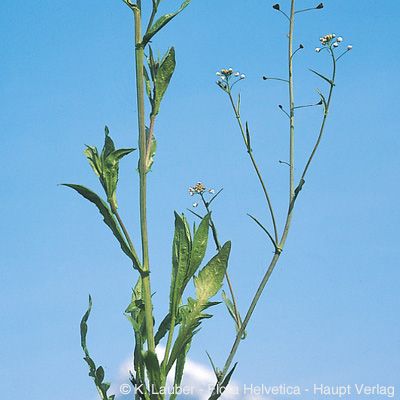 Capsella bursa-pastoris (L.) Medik., © 2022, Konrad Lauber – Flora Helvetica – Haupt Verlag