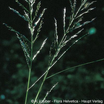 Eragrostis multicaulis Steud., © 2022, Konrad Lauber – Flora Helvetica – Haupt Verlag
