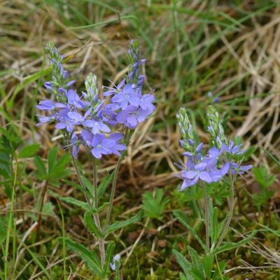 Veronica orsiniana Ten., © Copyright Christophe Bornand
