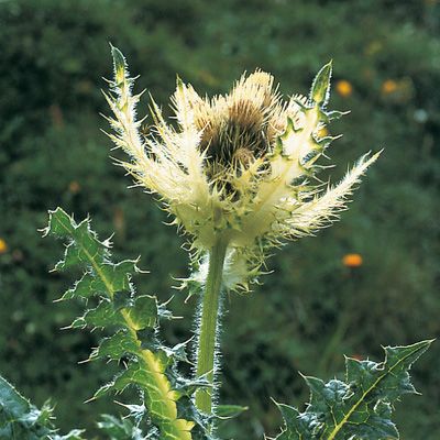 Cirsium spinosissimum (L.) Scop., © 2022, Konrad Lauber – Flora Helvetica – Haupt Verlag