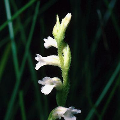 Spiranthes aestivalis (Poir.) Rich., © 2022, Andreas Gygax – Giswil