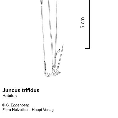 Juncus trifidus L., © 2022, Stefan Eggenberg – Flora Vegetativa - Haupt Verlag