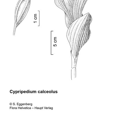 Cypripedium calceolus L., 2 December 2022, © 2022, Stefan Eggenberg – Flora Vegetativa - Haupt Verlag
