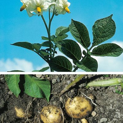 Solanum tuberosum L., © 2022, Konrad Lauber – Flora Helvetica – Haupt Verlag
