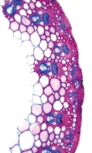 Chrysopogon gryllus (L.) Trin., © 2022, Hugo Berger – Stängel, 400x