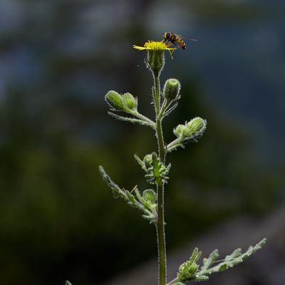 Senecio viscosus L., © 2022, Hugh Knott – Zermatt