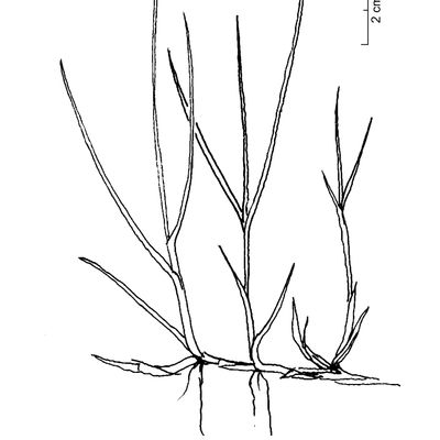 Carex maritima Gunnerus, 2 December 2022, © 2022, Stefan Eggenberg – Flora Vegetativa - Haupt Verlag