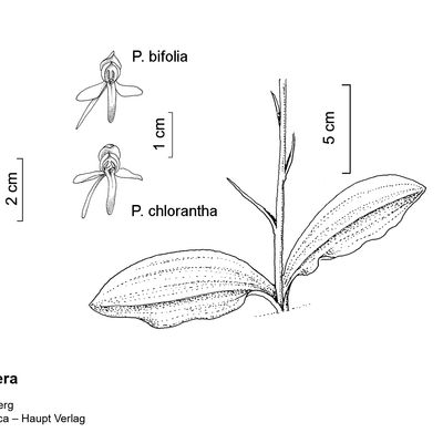 Platanthera chlorantha (Custer) Rchb., 2 December 2022, © 2022, Stefan Eggenberg – Flora Vegetativa - Haupt Verlag