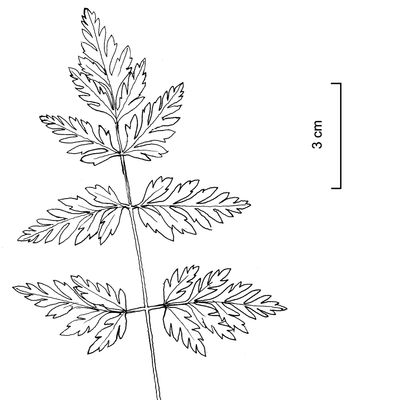 Torilis japonica (Houtt.) DC., © 2022, Stefan Eggenberg – Flora Vegetativa © Haupt Verlag