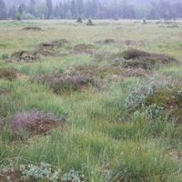 15/18 - © Copyright 2014 Patrice Prunier – VI.2.1.1.3 - Dicrano bergeri-Callunetum vulgaris, Ste-Croix CH-VD