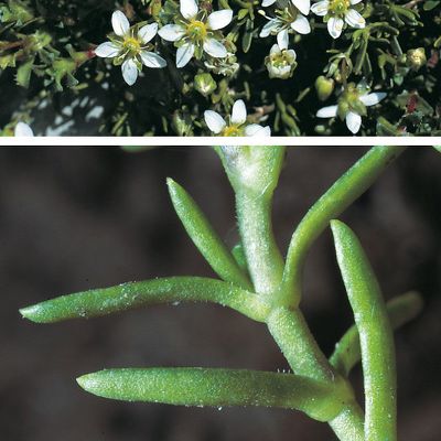 Moehringia ciliata (Scop.) Dalla Torre, © 2022, Konrad Lauber – Flora Helvetica – Haupt Verlag
