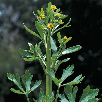 Ranunculus sceleratus L., © 2022, Konrad Lauber – Flora Helvetica – Haupt Verlag