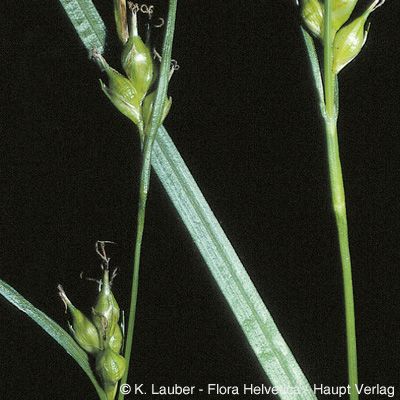 Carex depauperata With., © 2022, Konrad Lauber – Flora Helvetica – Haupt Verlag