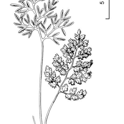 Cryptogramma crispa (L.) Hook., © 2022, Stefan Eggenberg – Flora Vegetativa - Haupt Verlag