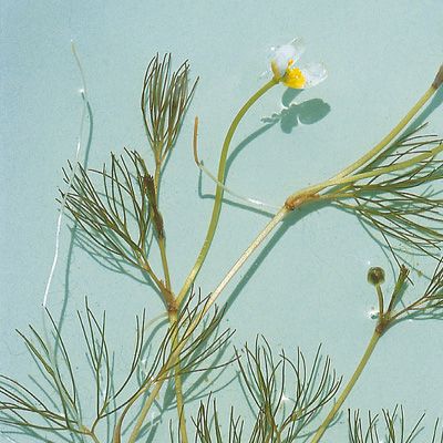 Ranunculus trichophyllus subsp. eradicatus (Laest.) C. D. K. Cook, © 2022, Konrad Lauber – Flora Helvetica – Haupt Verlag