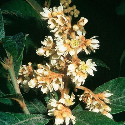 Eriobotrya japonica (Thunb.) Lindl., © 2022, Konrad Lauber – Flora Helvetica – Haupt Verlag