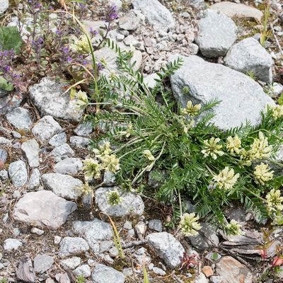 Oxytropis campestris (L.) DC., 29 June 2018, Françoise Alsaker – Fabaceae