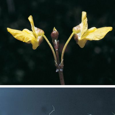 Utricularia minor L., © 2022, Konrad Lauber – Flora Helvetica – Haupt Verlag