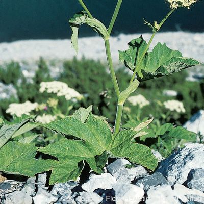 Heracleum sphondylium subsp. pyrenaicum (Lam.) Bonnier & Layens, © 2022, Konrad Lauber – Flora Helvetica – Haupt Verlag