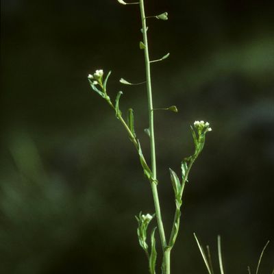 Capsella bursa-pastoris (L.) Medik., © Copyright Christophe Bornand
