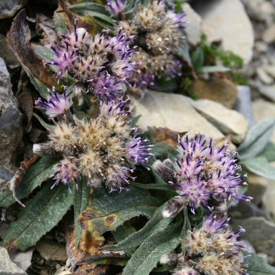 Saussurea alpina subsp. depressa (Gren.) Nyman, © Copyright Christophe Bornand