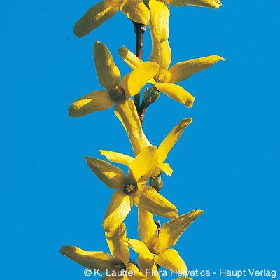Forsythia ×intermedia Zabel, © 2022, Konrad Lauber – Flora Helvetica – Haupt Verlag
