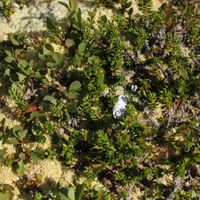 12/22 - © Copyright 2015 Patrice Prunier – VI.2.1.2.1 - Empetro hermaphroditi-Sphagnetum fusci, Grimsel CH-VS
