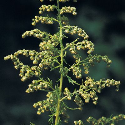 Artemisia annua L., © 2022, Konrad Lauber – Flora Helvetica – Haupt Verlag