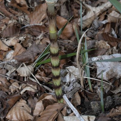 Equisetum telmateia Ehrh., 19 April 2019, © Copyright Françoise Alsaker – Equisetaceae