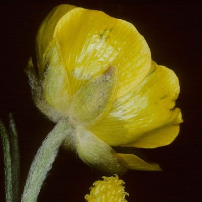 Ranunculus breyninus Crantz, © Copyright Christophe Bornand