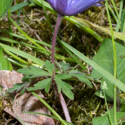 Anemone blanda Schott & Kotschy, 15 April 2019, © Copyright Françoise Alsaker – Ranunculaceae