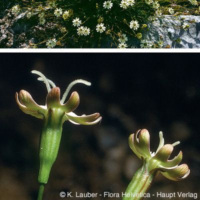 Silene saxifraga L., © 2022, Konrad Lauber – Flora Helvetica – Haupt Verlag