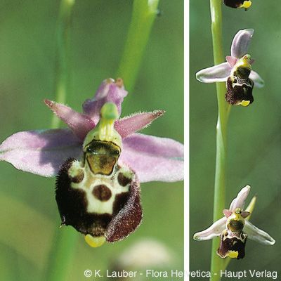 Ophrys holosericea subsp. elatior (R. Engel & P. Quentin) H. Baumann & Künkele, © 2022, Konrad Lauber – Flora Helvetica – Haupt Verlag