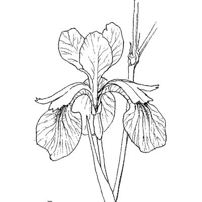 Iris sibirica L., 10 November 2022, © 2022, Stefan Eggenberg – Flora Vegetativa - Haupt Verlag