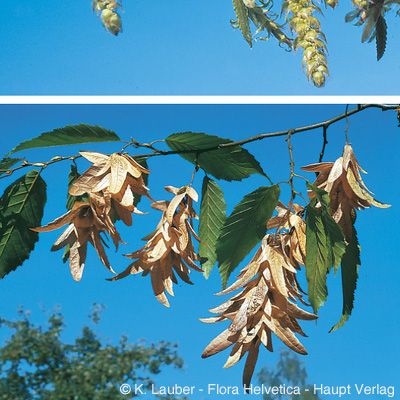 Carpinus betulus L., © 2022, Konrad Lauber – Flora Helvetica – Haupt Verlag