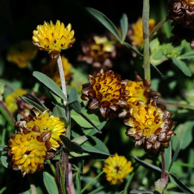 Trifolium badium Schreb., © 2022, Hugh Knott – Zermatt