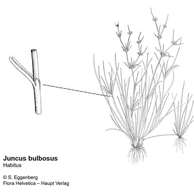 Juncus bulbosus L., © 2022, Stefan Eggenberg – Flora Vegetativa - Haupt Verlag