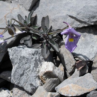 Viola cenisia L., 28 June 2018, © Copyright Françoise Alsaker – Violaceae