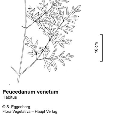 Peucedanum venetum (Spreng.) W. D. J. Koch, © 2022, Stefan Eggenberg – Flora Vegetativa © Haupt Verlag
