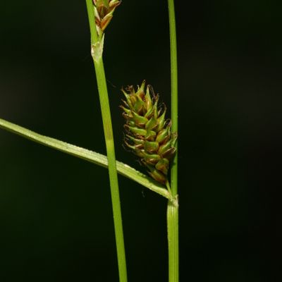 Carex distans L., © Copyright Christophe Bornand