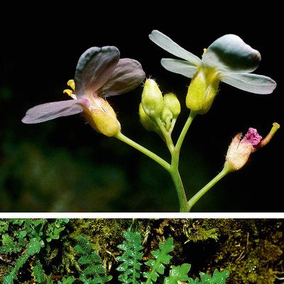 Cardaminopsis arenosa subsp. borbasii (Zapał.) H. Scholz, © 2022, Konrad Lauber – Flora Helvetica – Haupt Verlag