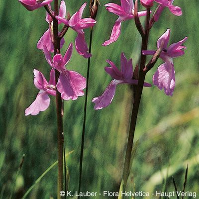 Orchis palustris Jacq., © 2022, Konrad Lauber – Flora Helvetica – Haupt Verlag