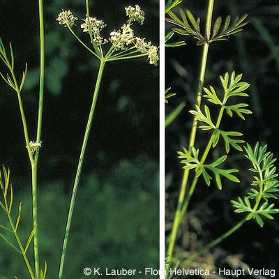 Peucedanum carvifolia Vill., © 2022, Konrad Lauber – Flora Helvetica – Haupt Verlag