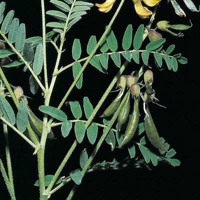 Astragalus penduliflorus Lam., © 2022, Konrad Lauber – Flora Helvetica – Haupt Verlag