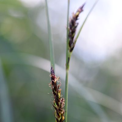 Carex melanostachya Willd., © 2022, Philippe Juillerat – Marais de Saône