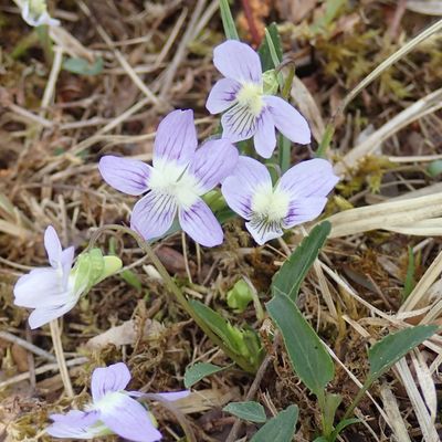 Viola pumila Chaix, 21 April 2019, © Copyright Christophe Bornand – OLYMPUS DIGITAL CAMERA         