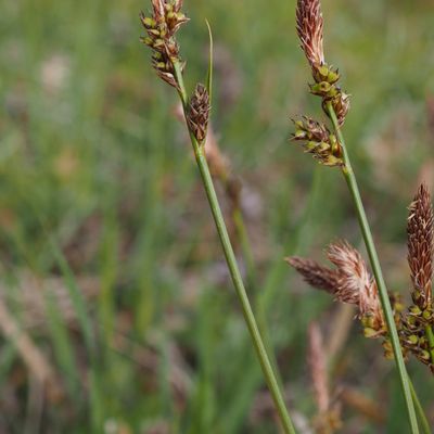 Carex fritschii Waisb., 16 April 2021, © Copyright 2021 Michael Jutzi
 – Gordevio TI