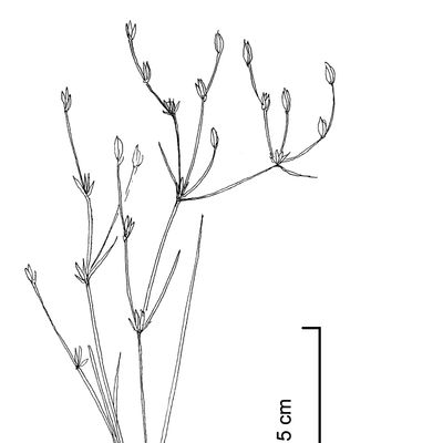 Juncus sphaerocarpus Nees, © 2022, Stefan Eggenberg – Flora Vegetativa - Haupt Verlag